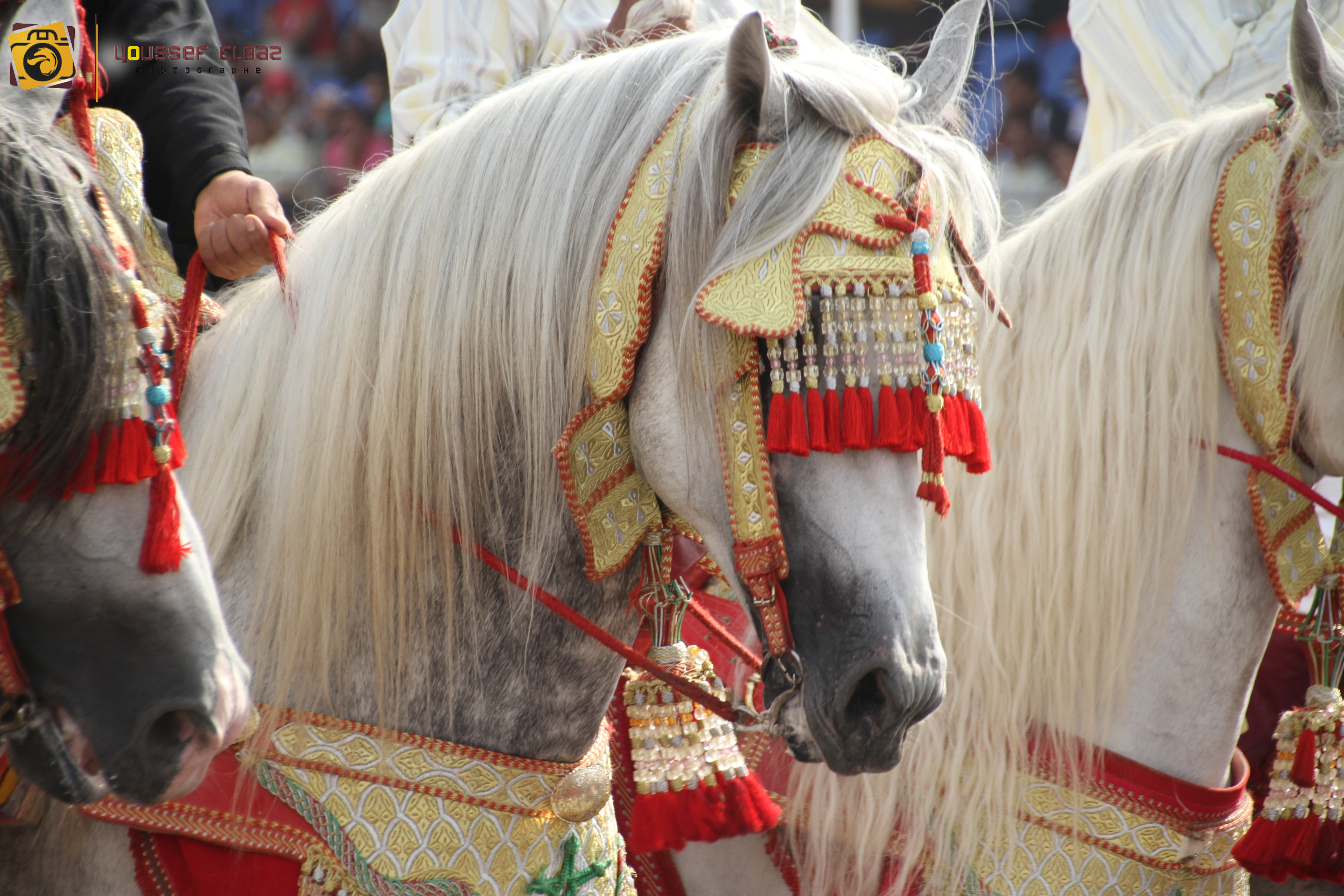 صور من مهرجان خيل و خيال ببوزنيقة 2013