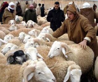 جهة تادلة أزيلال موطن تربية الماشية بالمغرب.