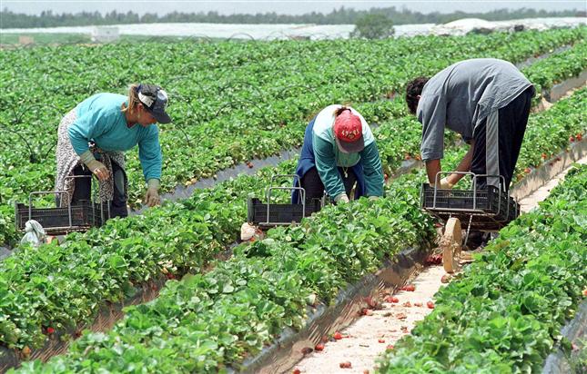 القنيطرة : بحث قضايا حقوق العاملات الفلاحيات بجهة الغرب