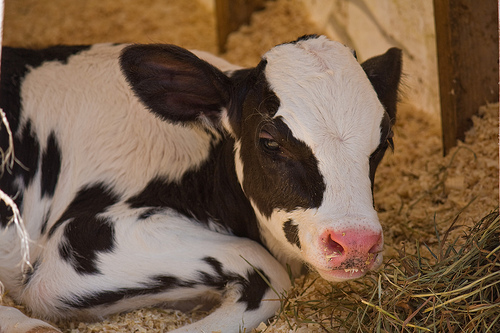 مع الفلاح : الأمراض الشائعة عند الأبقار