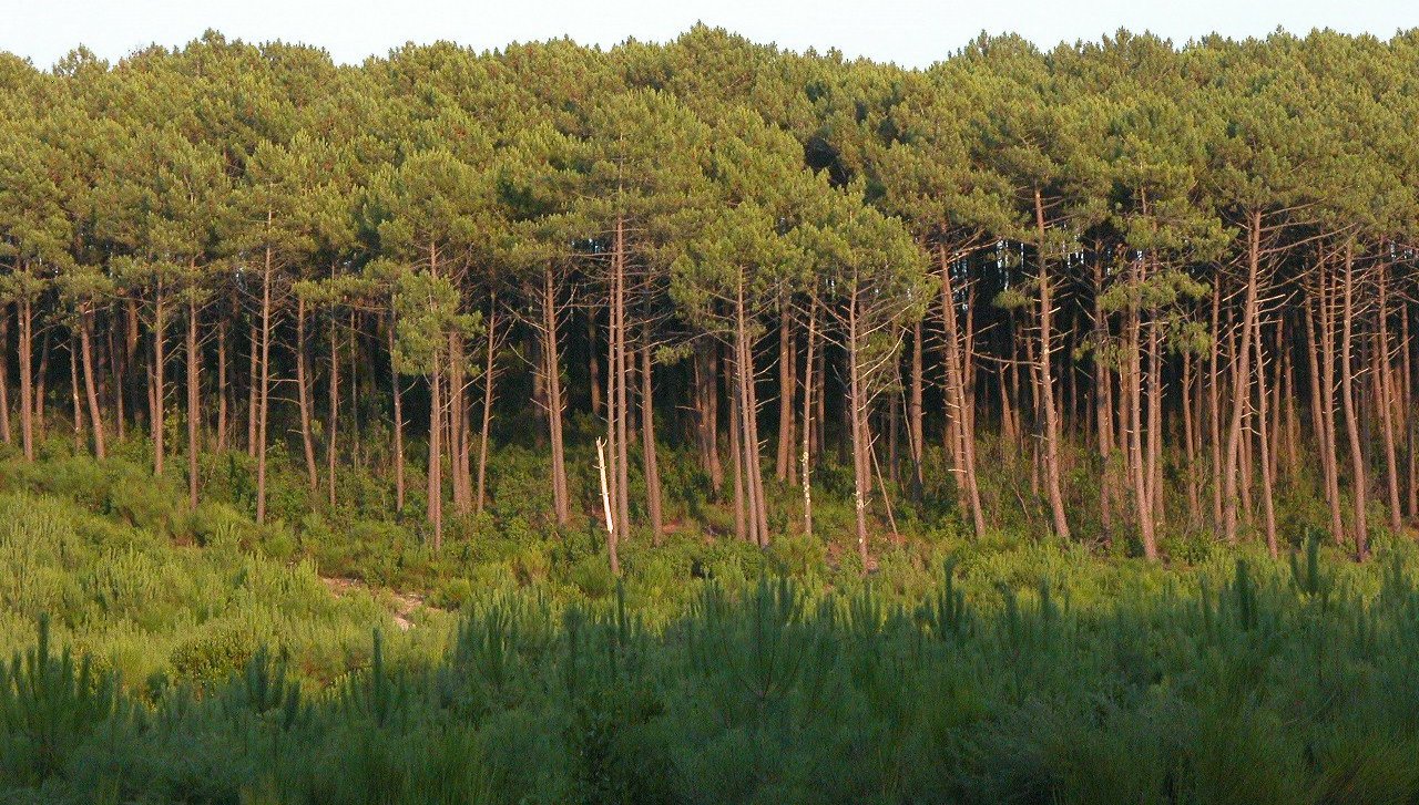 تثمين مستوى تنمية قطاع الغابات بجهة طنجة تطوان