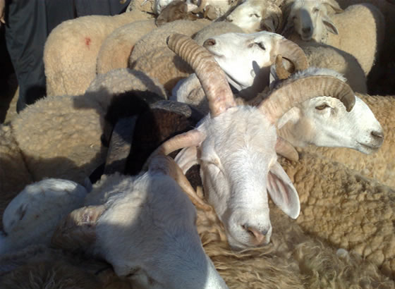 العرض المتوفر من أضاحي العيد بإقليم خريبكة يقدر ب 225 ألف رأس من الأغنام و 11 ألف رأس من الماعز