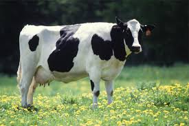 حملة تلقيح الأبقار ضد مرض الحمى القلاعية
