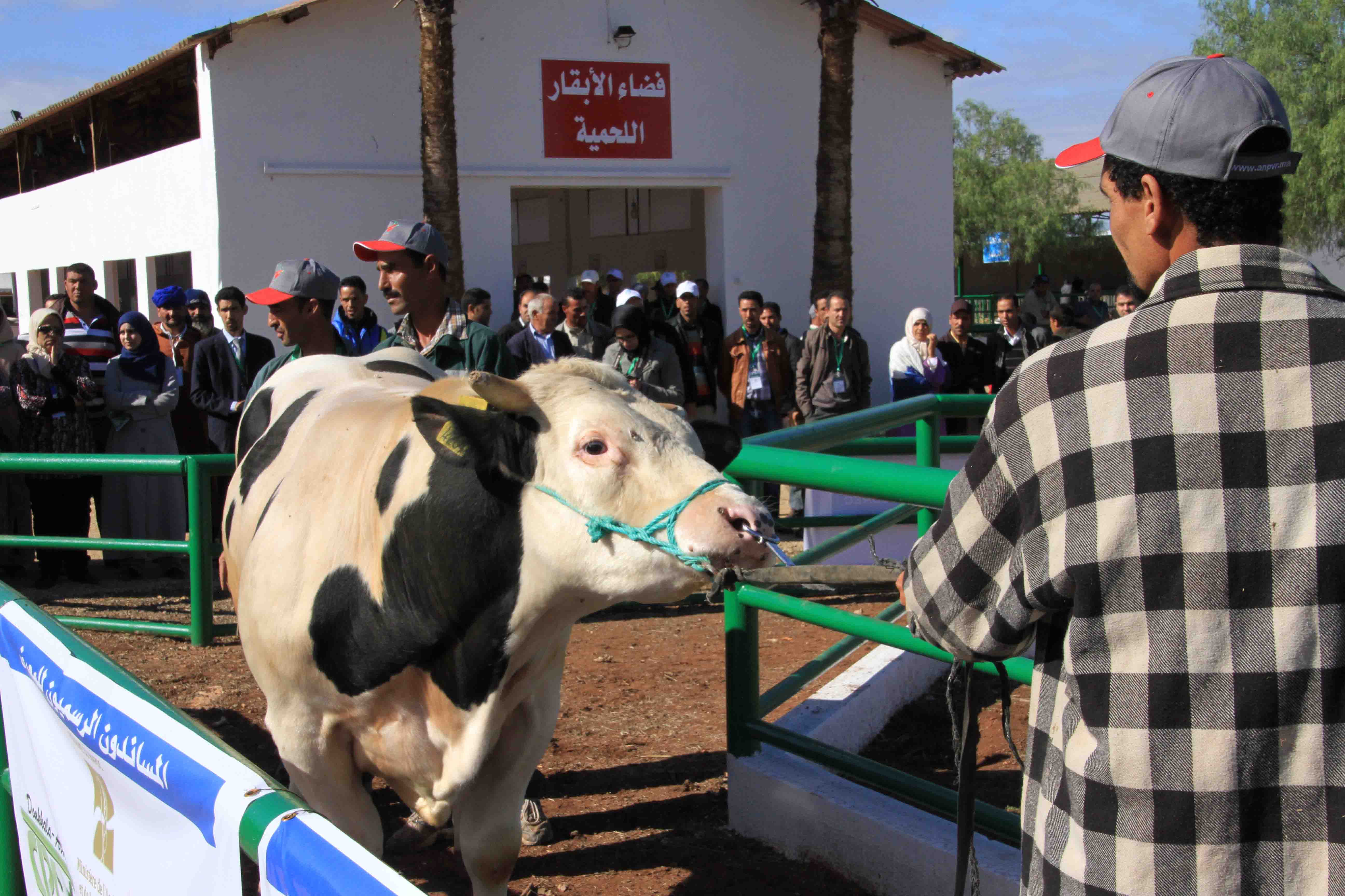 صور من المزاد العلني بالمعرض الوطني المهني لتنمية تربية الماشية سيدي بنور