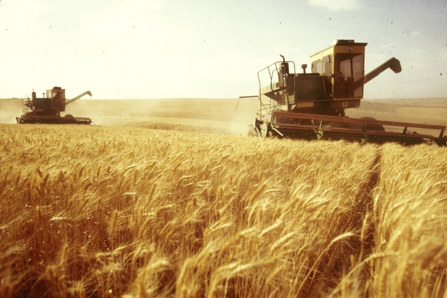 الطرق الناجعة لحصاد القمح