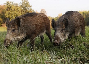 انطلاقة عملية إحاشة الخنزير البري لحماية الساكنة و فلاحة المنطقة