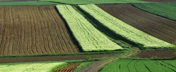 125 ألف هكتار هي المساحة المخصصة لزارعة الحبوب بجهة مكناس- تافيلالت