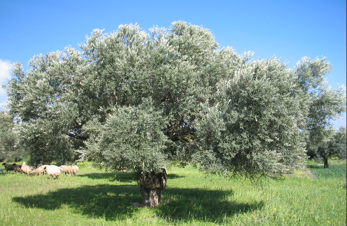 الآفات و الأمراض التي تصيب أشجار الزيتون.