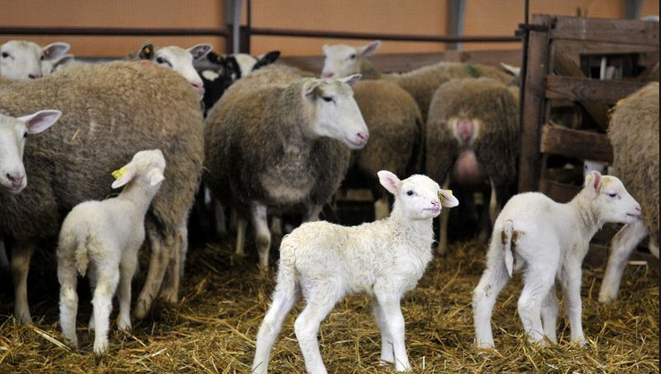 “Techniques d’amélioration et de maîtrise de la reproduction ovine: contraintes d’adoption et perspectives”