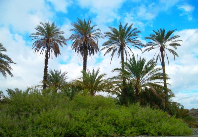 واحات درعة تجني ثمار التنزيل الموفق للرؤية الإستراتيجية لمخطط المغرب الأخضر