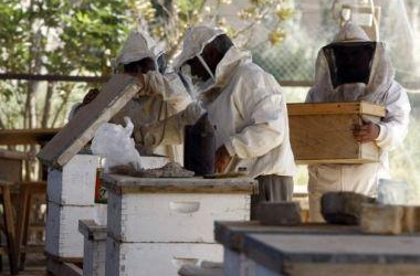 تراجع ملحوظ في إنتاج العسل بالمغرب خلال موسم 2014