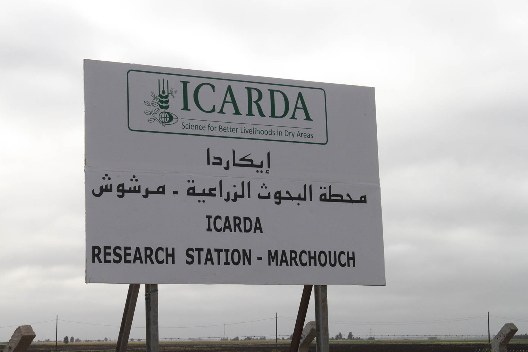 جولة بمرشوش للتعرف على أهم التجارب و الأصناف المستنبطة من طرف ICARDA