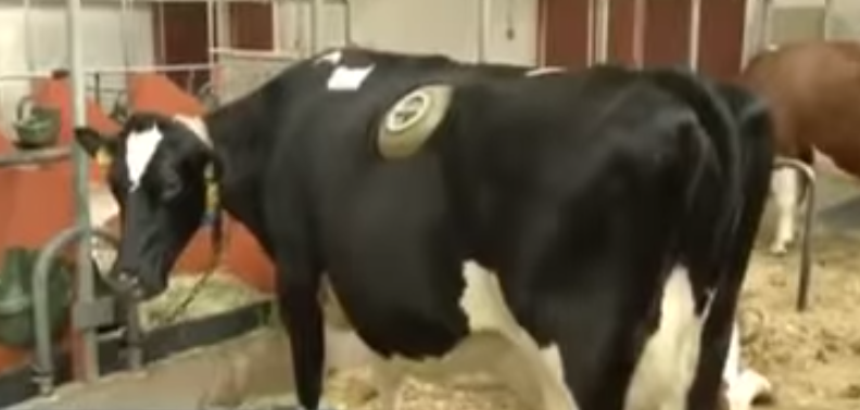 ” La Vache  A Hublot ” مع أو ضد استخدام البقر في تجارب كهذه ؟