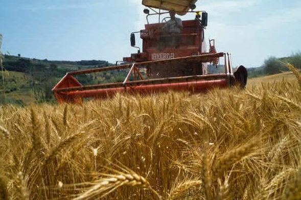 عملية حصاد و تخزين محصول القمح الصلب و اللين