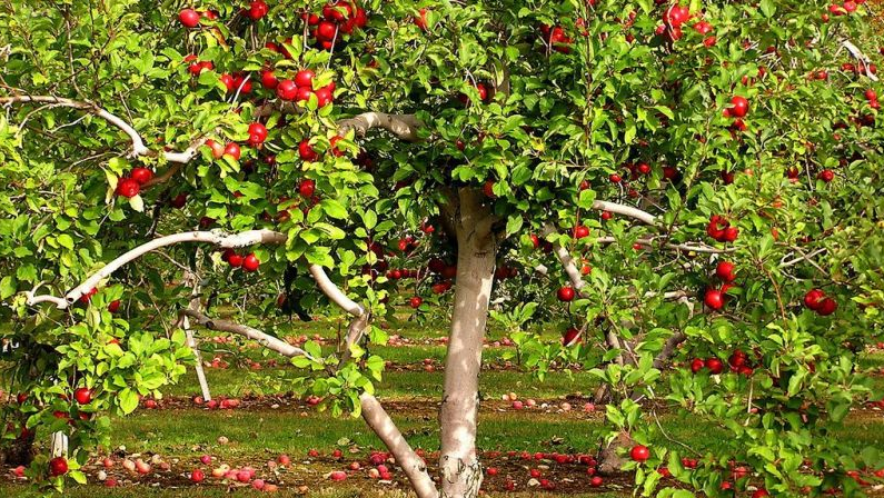 pommier pomme تفاح أشجار التفاح