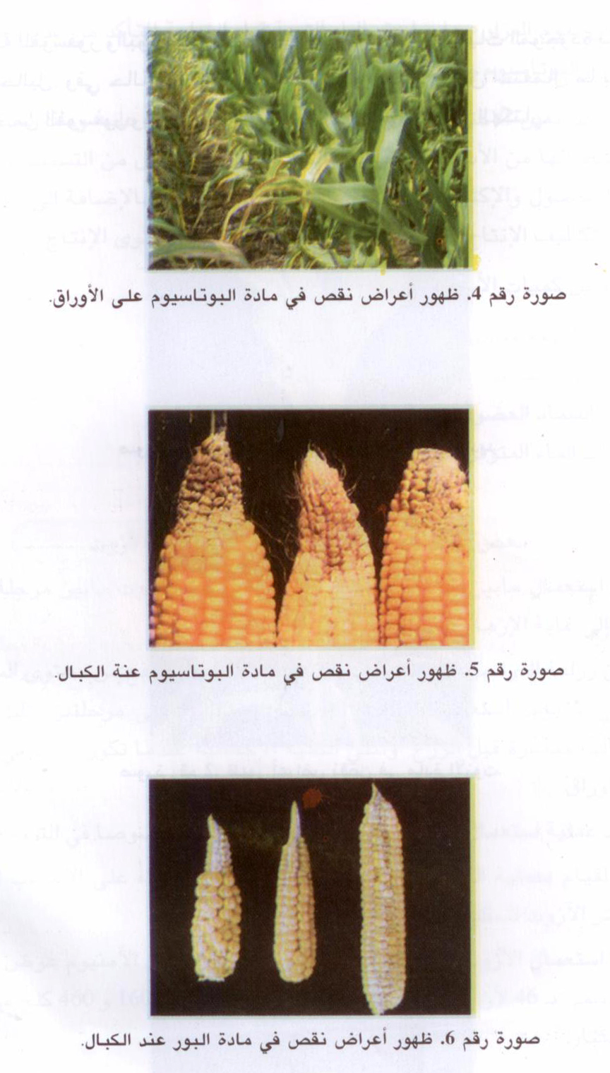 تقنيات زراعة الذرة المهجنة لإنتاج الحبوب و للسلوجة. ( الجزء الثاني )