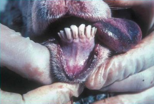 مرض الحمى النزلية ( اللسان الأزرق ) Blue Tongue.