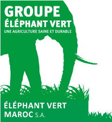 Le Groupe ÉLÉPHANT VERT lance son nouveau site web