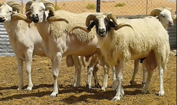 le mouton sardi