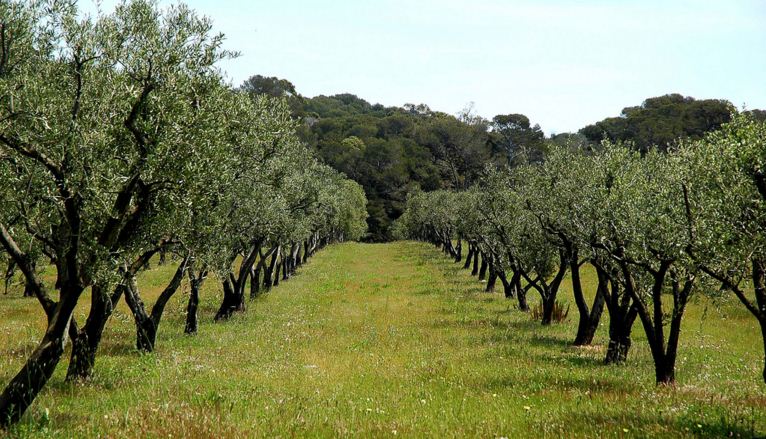 تقنيات زراعة شجرة الزيتون.