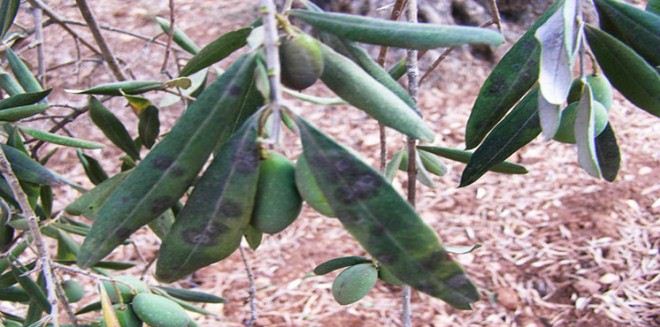 الأمراض و الآفات التي تصيب شجرة الزيتون.