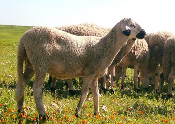 Mouton Sardi Elborouj Marocain