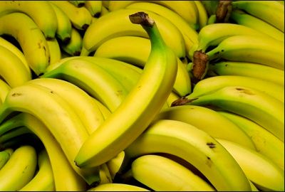 إنتاج الموز الطبيعي BIO ذو جودة عالية بمنطقة تامري ضواحي أكادير.