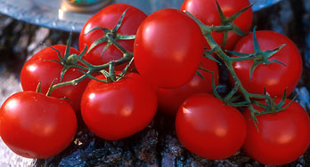 الطماطم المغربية توحد إسبانيا و إيطاليا و دعوات لتدابير حمائية ضدها.