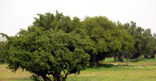 شجرة الأركان بالأطلس الكبير .. عنصر لحماية البيئة و مصدر عيش عدد من الأسر.